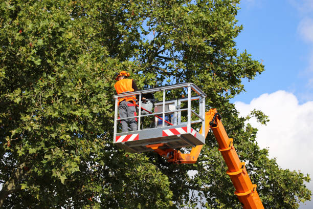 Best Emergency Tree Service  in Erlanger, KY